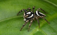 a black and white spider sitting on top of a green leaf