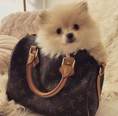 a small white dog sitting in a brown louis vuitton bag