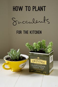 how to plant succulents for the kitchen by growing cacti in pots