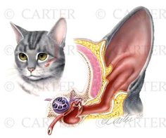 a cat is looking at a diagram of the human ear and its structure in color