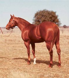 a large brown horse standing on top of a dry grass field next to a tree