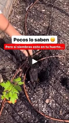 a person is digging in the ground with a garden hose and gardening shears to plant a tree