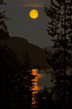 the full moon is seen through some trees at night with water in the foreground