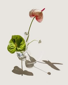 two flowers are in a clear vase on a white surface with the shadow of a person's hand