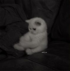 a small white kitten sitting on top of a couch