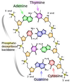 an image of the structure of vitamins