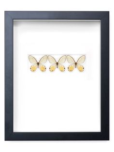 three yellow butterflies in a black frame