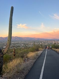 people are riding bikes down the road near a large saguado cactus in the foreground