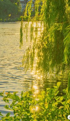 the sun shines through the leaves of a tree over a body of water with houses in the background