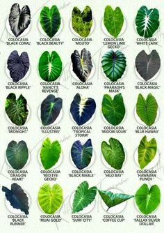 the different types of leaf shapes and their names in english, spanish, and french