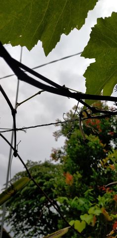 the vine is attached to the fence by wire and leaves are visible in the background