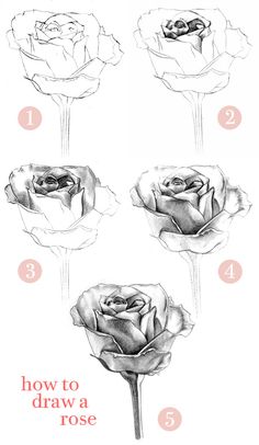 how to draw roses step by step