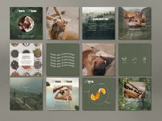 a series of brochures designed to look like nature