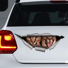 Caracal Cat, Lovely Cat, Decal Paper, 3d Stickers, Broken Glass, Door Stickers