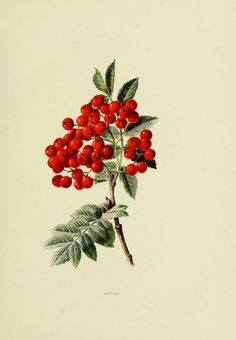 a drawing of a branch with red berries on it and green leaves around the branches