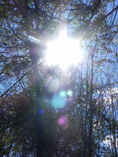 the sun shines brightly through the branches of trees