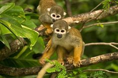 two small monkeys sitting on top of a tree branch