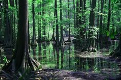 a swampy area with trees and water in the foreground