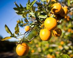 oranges growing on the branches of an orange tree