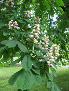 the flowers are blooming on the tree in the park