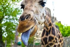 a giraffe with its tongue hanging out and it's mouth wide open