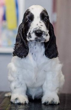 a black and white dog sitting on top of a table