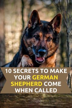 10 Secrets To Make Your German Shepherd Come When Called Training A German Shepherd, German Shepherd Puppy Training, German Shepard Training, German Dog Commands, Old German Shepherd, Black Shepherd