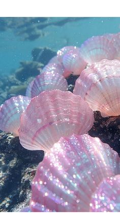 some pink sea shells sitting on top of a rock in the ocean with water around them