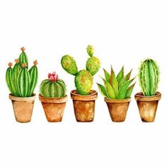 four potted cactus plants in different sizes and colors