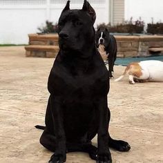 two black dogs sitting on the ground next to each other and one dog laying down