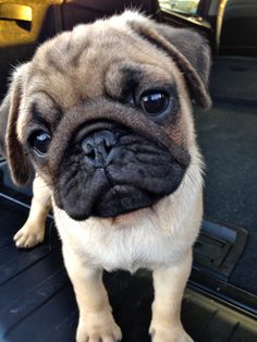 a small pug dog sitting in the back seat of a car looking at the camera