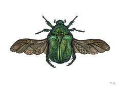 a drawing of a green bug on a white background