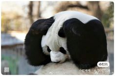 a panda bear is hugging its head on the back of another panda's head