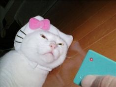 a white cat with a pink bow on it's head looking at a blue object