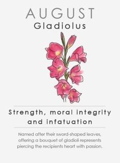 the front cover of august's gladiolus, featuring pink flowers and green leaves