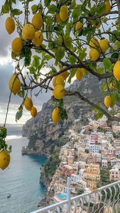 lemons growing on the branches of a tree in front of an ocean and city