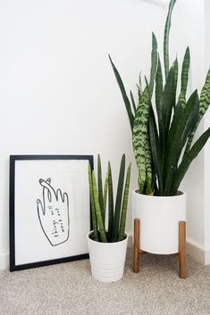 two potted plants sit next to each other on the floor in front of a white wall