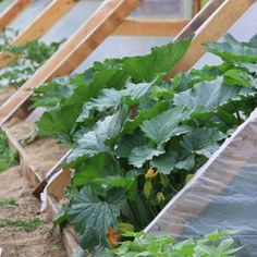 several rows of green plants growing in the ground