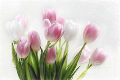 pink and white tulips are arranged in a bouquet on a white background art print