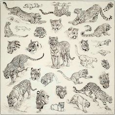 a drawing of many different types of wild animals