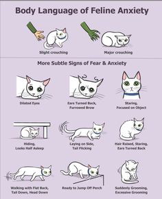 an illustrated poster showing how to use the cat's body language for different purposes