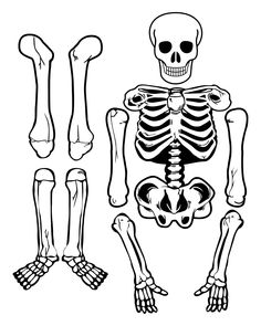 the skeleton is shown in black and white, with different parts to be seen on it