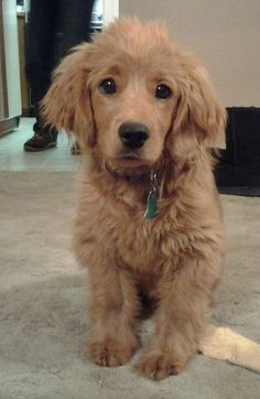 a small brown dog sitting on top of a carpet