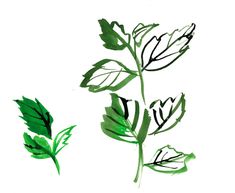 three green leaves on a white background