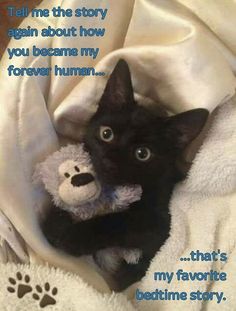 a black kitten laying on top of a bed next to a teddy bear with the caption tell me the story again