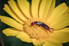 a bug sitting on top of a yellow flower