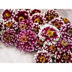 purple and white flowers are laying on the ground in front of a gray background with an orange center