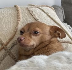 a small brown dog laying on top of a couch