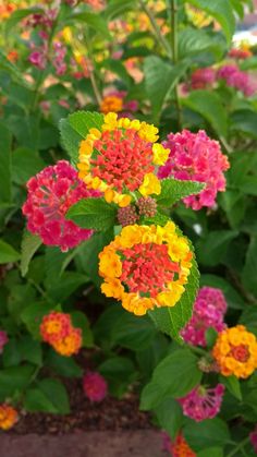 colorful flowers are blooming in the garden