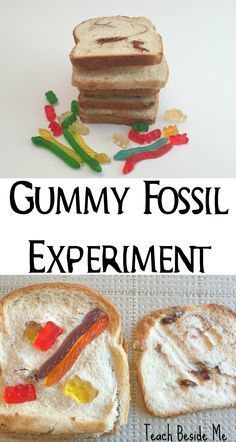 the gummy fossil experiment is an easy science project for kids